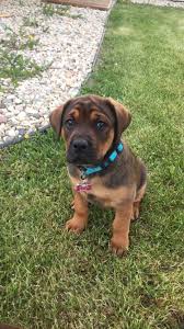 Rottweiler puppies 5 weeks old. Mastweiler Puppy English Mastiff Rottweiler 9 Weeks Mastiff Mix Toy Dog Breeds Rottweiler Mix Puppies