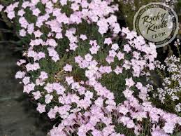 Image result for Dianthus angolensis