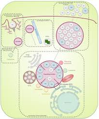 Animal cell diagram leaving cert. Frontiers Chlamydial Infection From Outside To Inside Microbiology