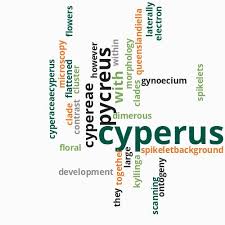 Image result for Queenslandiella