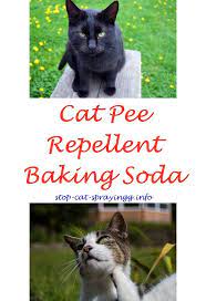 Cat Pee Smell Removal Cas Cat Deterrent Spray Cat Spray Cat Spray Smell