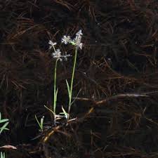 Image result for Pycreus nitidus