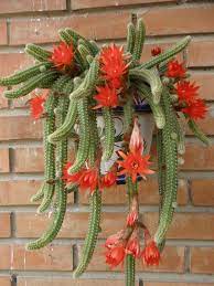 No hace falta introducir las semillas en la tierra de siembra, a no ser que se trate de semillas grandes, en cuyo caso pueden plantarse individualmente a medio centímetro bajo tierra. Imagen Relacionada Types Of Cactus Plants Cactus Types Christmas Wreaths