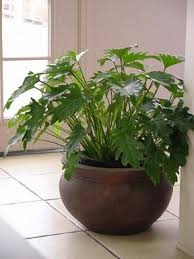 Photos Philodendron Xanadu Shade Plants Plants Indoor Plants