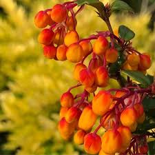 Image result for Berberis darwinii