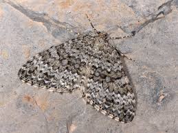 Image result for Entephria caesiata