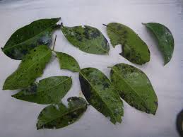 Image result for Brachystegia manga