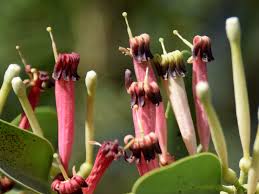 Image result for Tapinanthus oleifolius