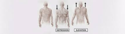 Muscles of the thoracic region. Crossfit Movement About Joints Part 1 The Shoulder