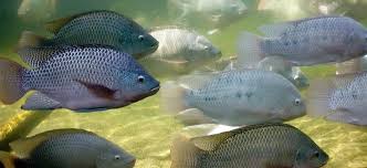 Dissolved Oxygen Requirements In Aquatic Animal Respiration Global Aquaculture Advocate