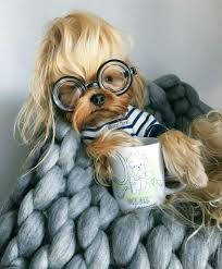 Meet Diesel Top 10 Facts Instagram Supermodel With Fabulous Blonde Hair Yorkshire Terrier Yorkshire Terrier Dog Yorkshire Dog