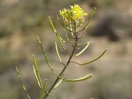 Image result for Erucastrum