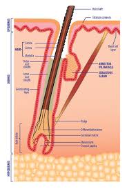 Small muscles attached to hair follicles. Hair Follicle Associated Structures And Growth Bioalternatives