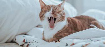 Kann die blase nicht so viel urin aufnehmen wie normal und der. Katze Pinkelt Ins Bett Ursachen Abgewohnen