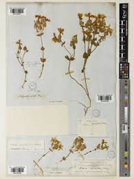 Image result for Sebaea