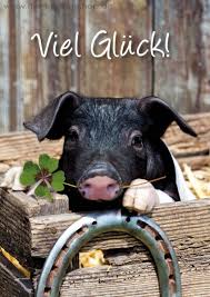 Doppelkarte Grusskarte Kleines Ferkel Schwein Mit Glucksklee Und Hufeisen Viel Gluck Doppelkarten Kategorien Karten Fur Alle Anlasse Der Karten Shop De Tierisch Gute Gluckwunschkarten Postkarten Und Geschenkartikel