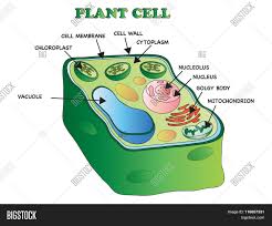 Then make an inner lining for the plasma membrane. Plant Cell Image Photo Free Trial Bigstock