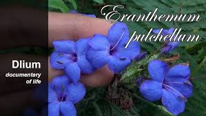 Image result for Eranthemum pulchellum