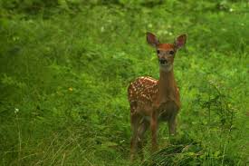 Obituary for Timothy "Tim" Frank Kelm