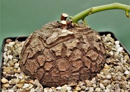 Image result for Raphionacme madiensis