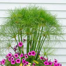 Image result for Cyperus kirkii