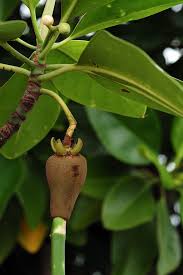 Image result for Rhizophora mucronata