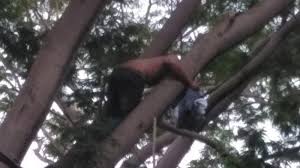 Lowongan kerja tenaga kesehatan tahun 2017 , lowongankerja15.com, dalam mencari sebuah lowongan kerja diharuskan memiliki kesabaran dan profesional anda. Burung Kesayangan Kabur Dari Sangkar Gadis Cantik Lapor Damkar 4 Petugas Berjibaku Kejar Burung Warta Kota