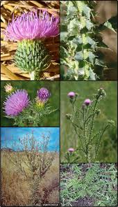 Image result for Carduus