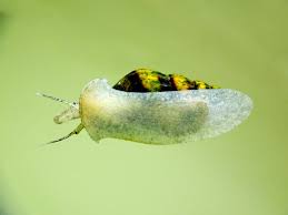 Pest snails are a major issue for farmers, particularly in wetter areas. Assassin Snail Definitive Guide To This Pest Controller Everything Fishkeeping