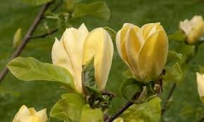 Magnolia Hot Flash Hot Flash Magnolia Yellow Magnolia Winter Flowers Spring Flowers Yellow Flowers Fragrant Flowers Trees To Plant Flowering Cherry Tree