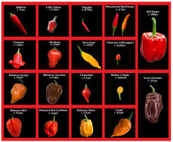Image result for Capsicum