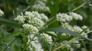 Image result for Persicaria senegalensis