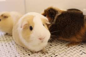 The guinea pig or domestic guinea pig (cavia porcellus), also known as the cavy or domestic cavy (/ˈkeɪvi/), is a species of rodent belonging to the genus cavia in the family caviidae. è·è˜­è±¬hashtag On Twitter