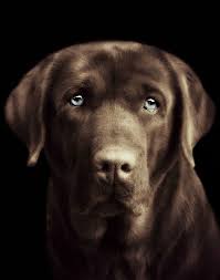 Look By Monika Via 500px Chien Labrador Petit Chien Photo Animaux