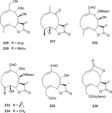 Image result for Lettowianthus stellatus