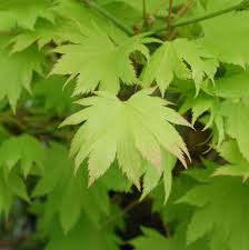 This is an upright japanese maple, but it's not from the more popular palmatum family of upright maples. Acer Shirasawanum Aureum Golden Full Moon Maple From Prides Corner Farms