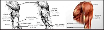 Check out two sequences here. Better Arms 17 Exercises Build Healthy Strength In The Biceps And Triceps