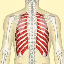 Typically, the ribs have the following anatomical components: External Intercostal Muscles Wikipedia