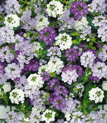 Verbenen Mix Venturi 1a Qualitat Online Kaufen Baldur Garten Blumen Im Blumentopf Pflanzen Fensterbox Blumen