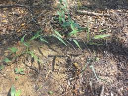 Image result for Adenia repanda