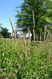 Image result for Daknopholis