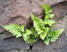 Image result for Asplenium africanum