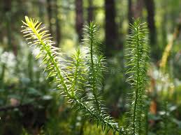 Image result for Lycopodiaceae