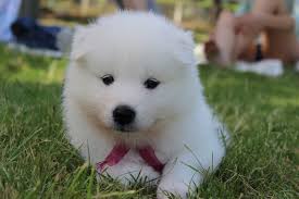 Samoyed Kopekleri Bakimi Ve Ozellikleri