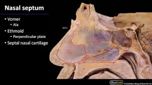 The septum can become damaged in several ways, leading to complications. Nasal Cavity Sinuses And Ear Nasal Septum Youtube