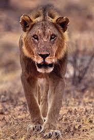 Lioness 25 Magnificent Pictures Of Lions Lion Pictures Lions Lion Images