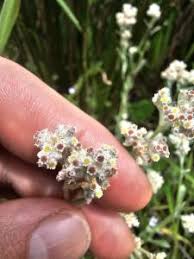 Image result for Vellereophyton dealbatum