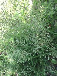 Image result for Eragrostis humidicola