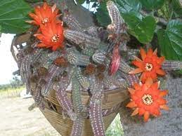 Your orange succulent blooms stock images are ready. Cactus In Form Of Fingers With Bright Orange Flowers