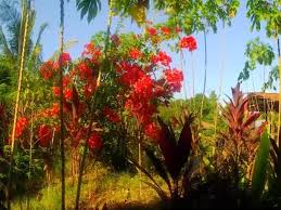 They are usually more expensive in it has fragrant flowers that are shades of pink, white, and yellow grow on a spreading tree. Bright Tropical Flowers Moving In The Wind Philippines Video By C Philserhio Stock Footage 70691821
